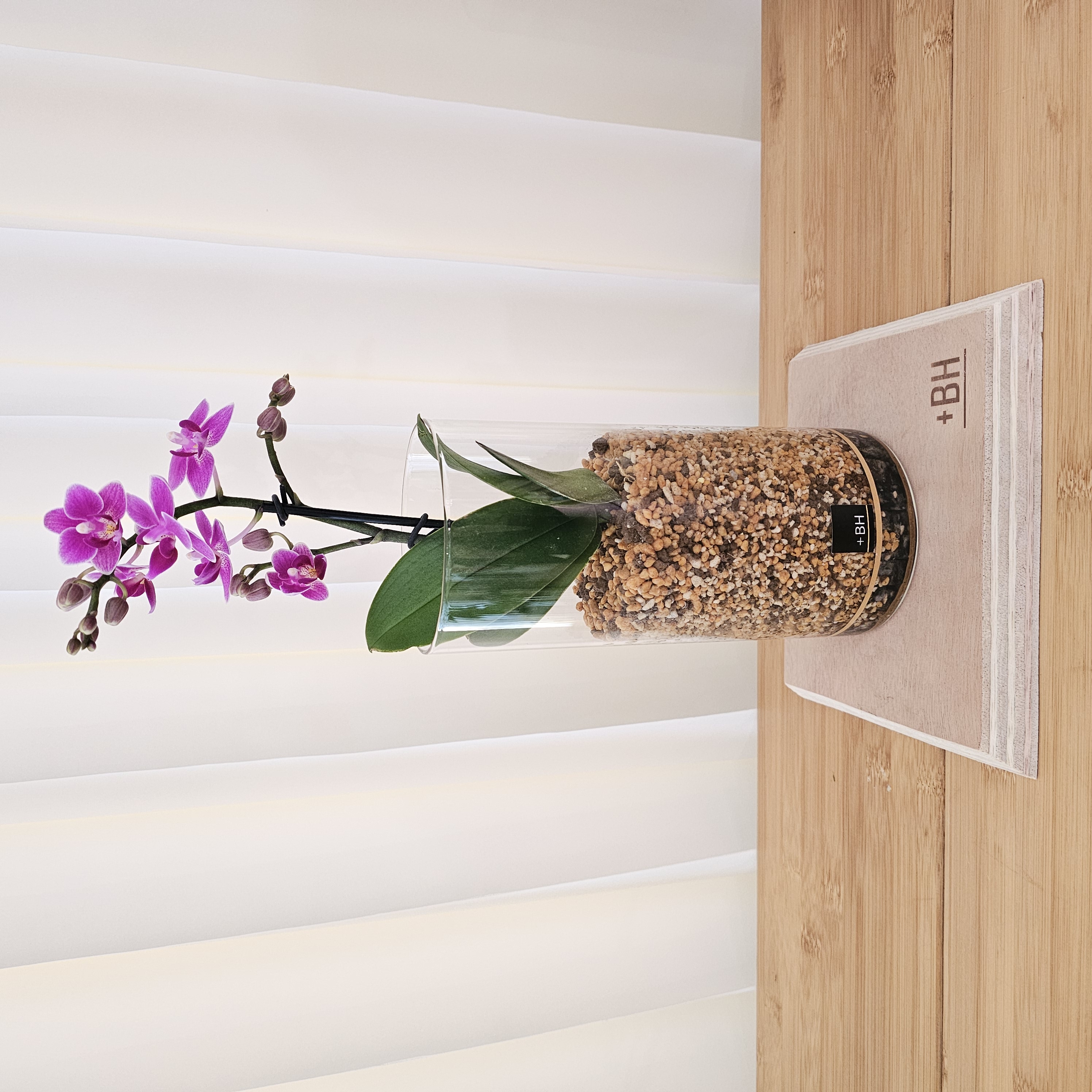 胡蝶蘭1鉢（片桐節子 HANA・BIYORIデザイナーベストセレクション/+BHブランド商品）